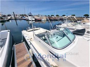 Kelt White shark 236